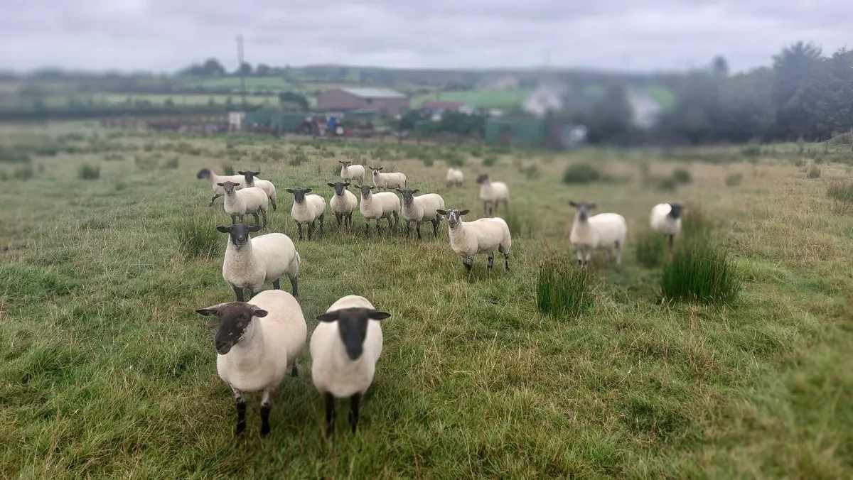 Newzeland suffolk, easicare ewes - Image 1