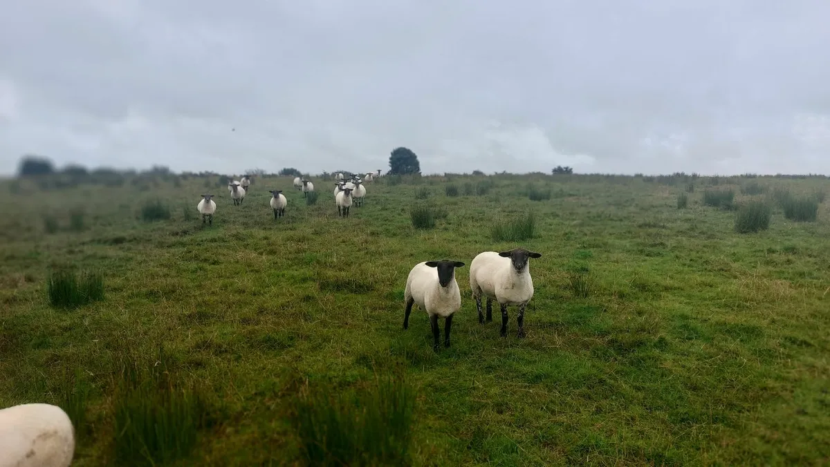 Newzeland suffolk, easicare ewes - Image 2