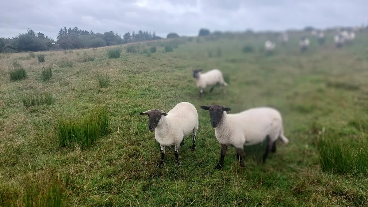 Newzeland suffolk, easicare ewes - Image 3
