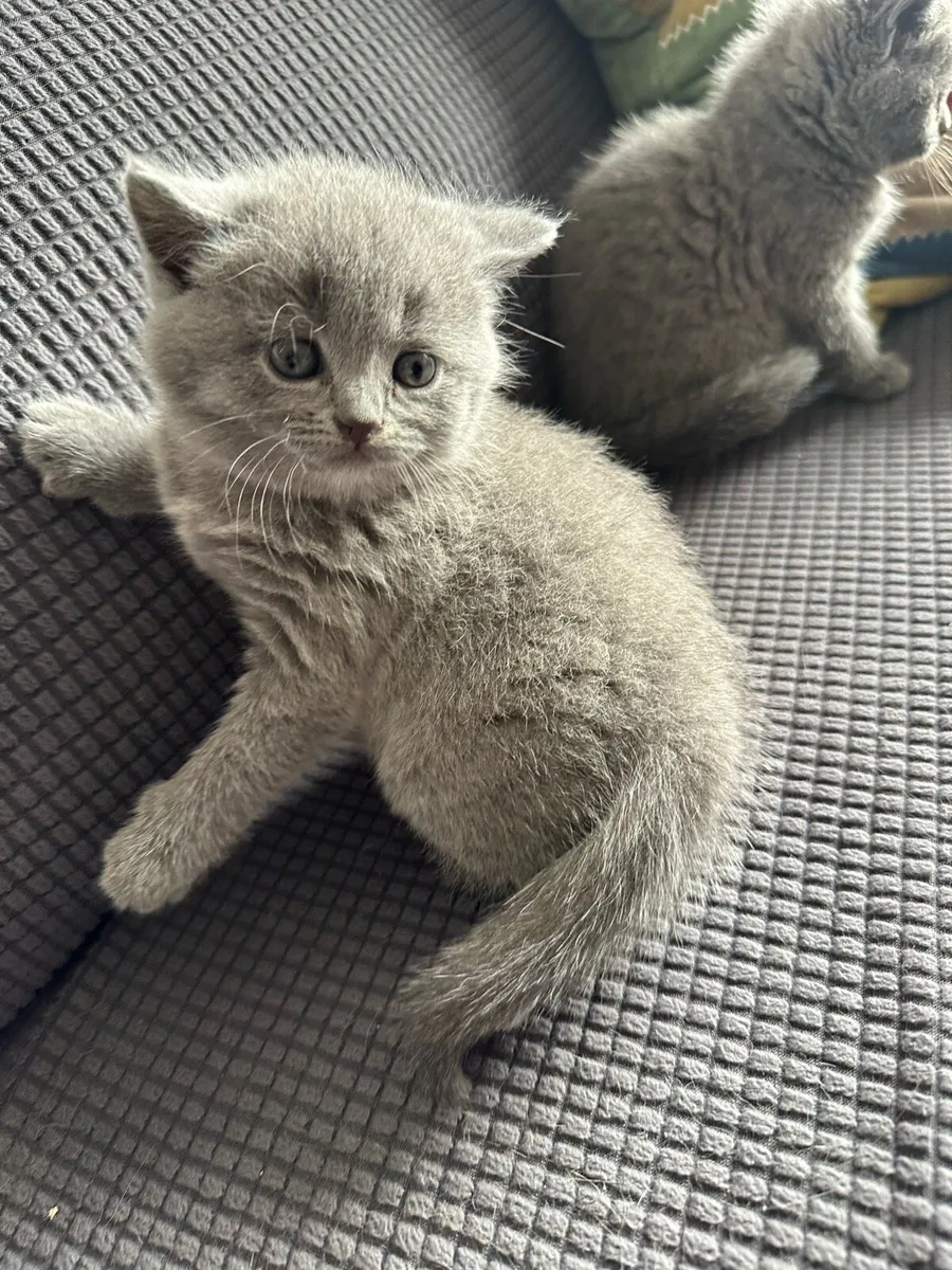 British Shorthair kittens - Image 1