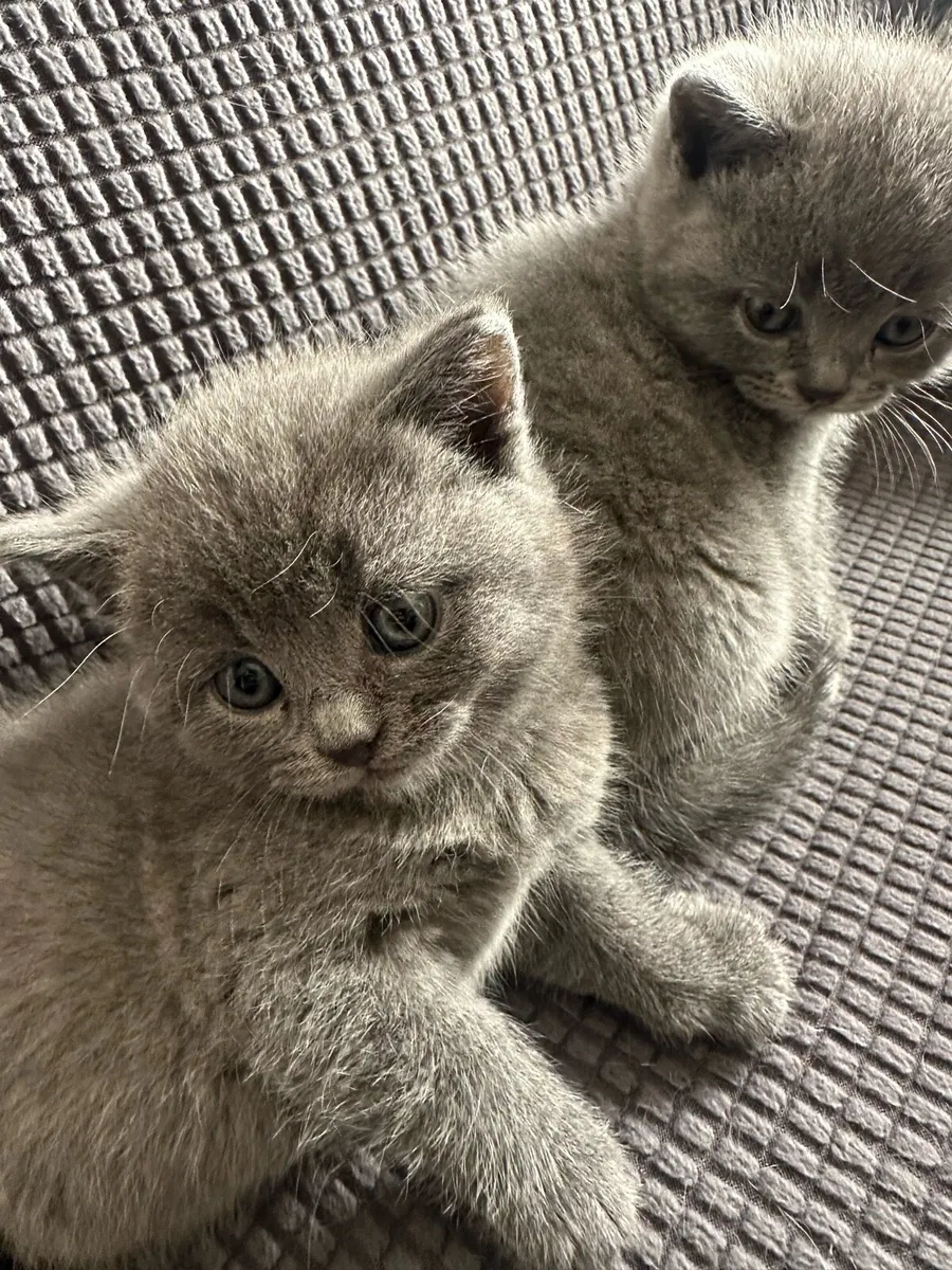 British Shorthair kittens - Image 2