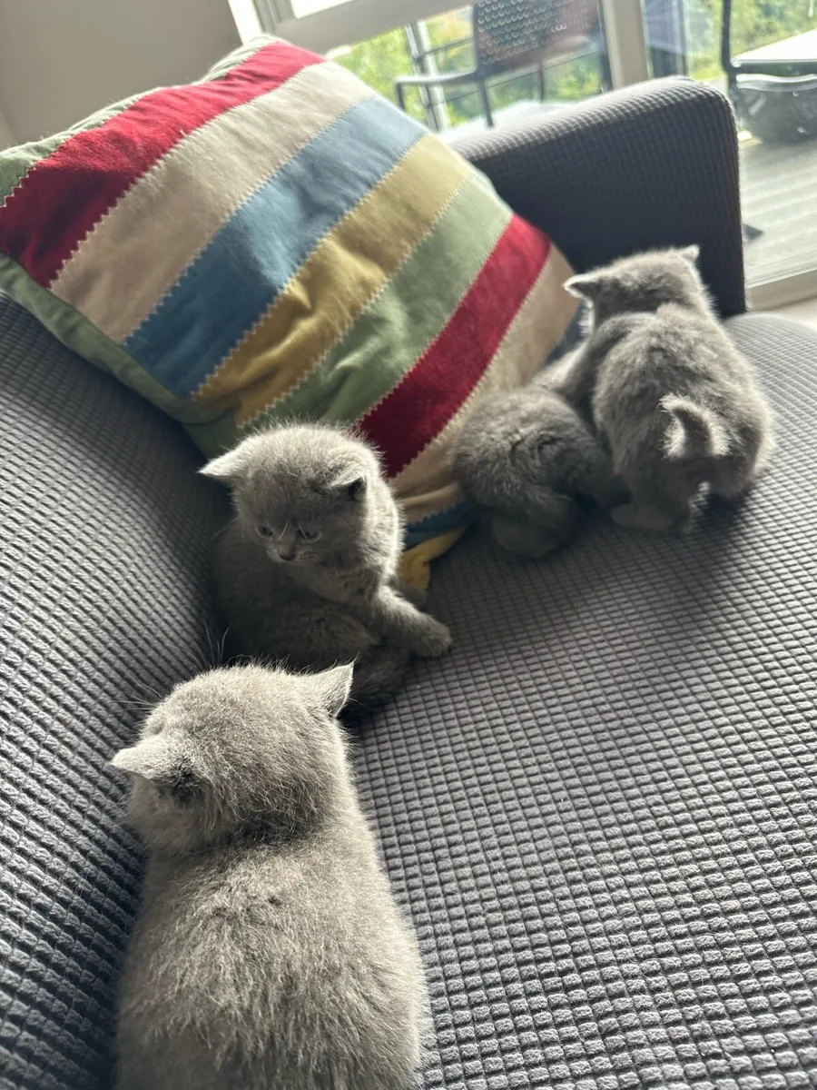 British Shorthair kittens - Image 3
