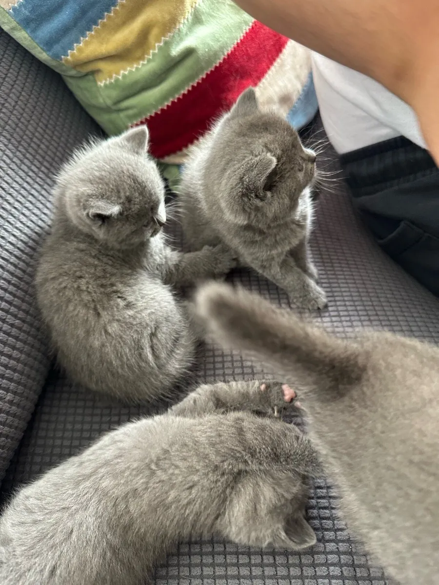British Shorthair kittens - Image 4