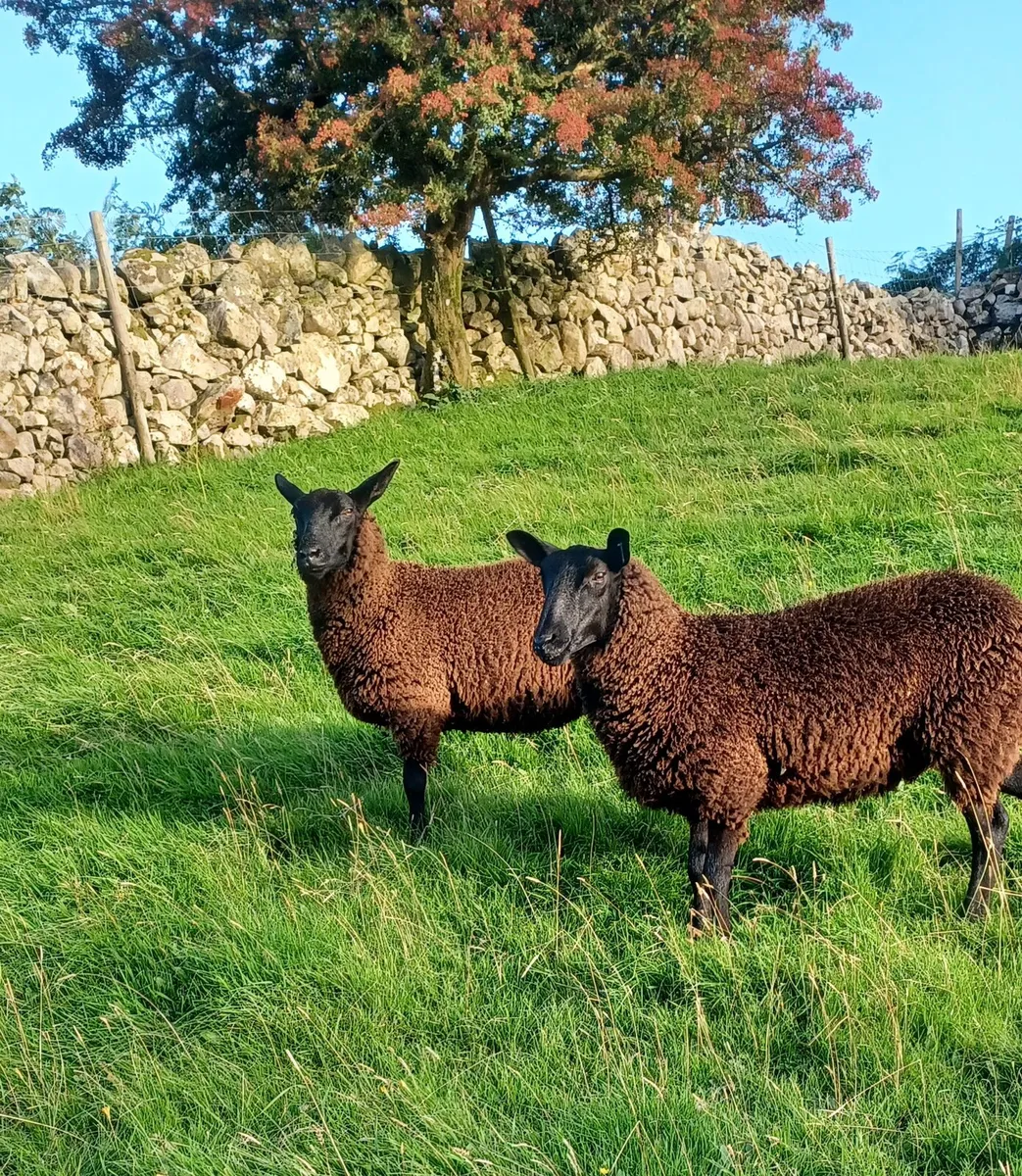 2 Zwartble X ewe lambs - Image 1