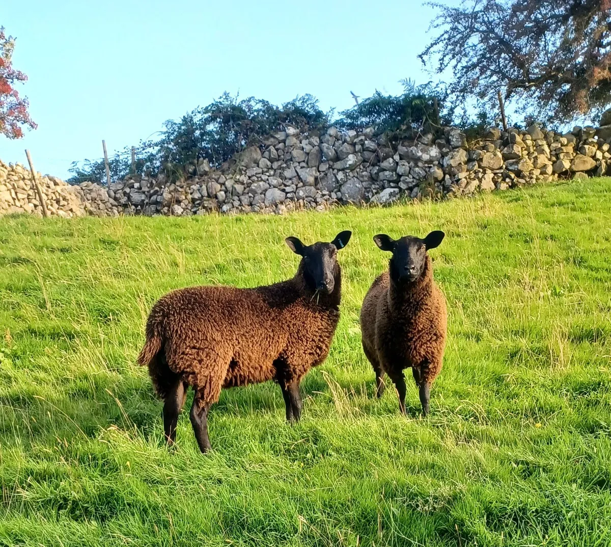 2 Zwartble X ewe lambs - Image 2