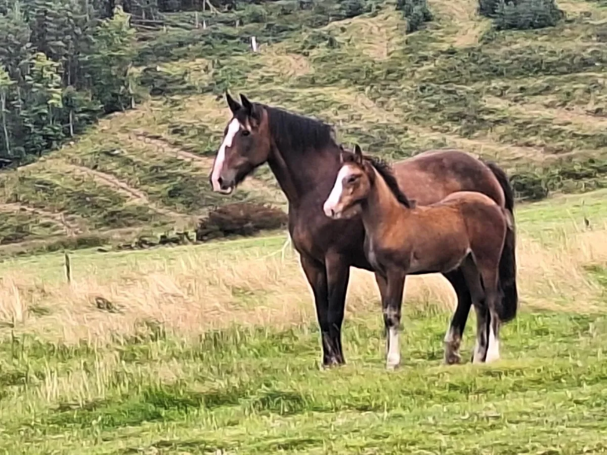Heigh ho dubh filly foal with cob mare - Image 1