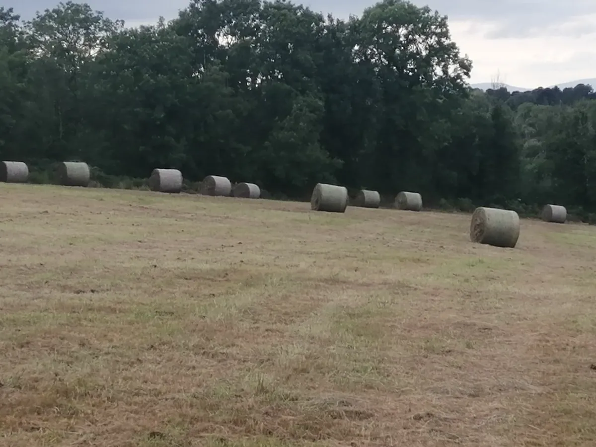 hay - Image 2