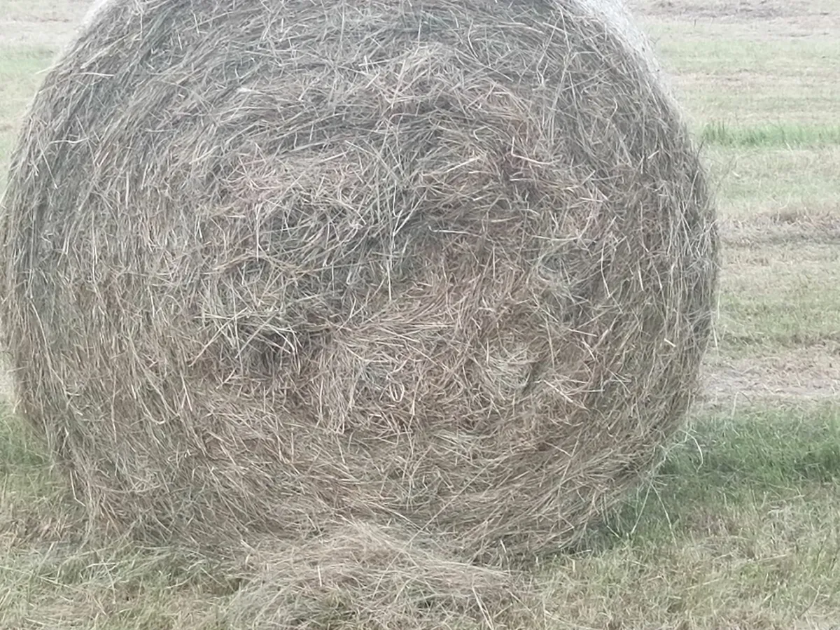hay - Image 3
