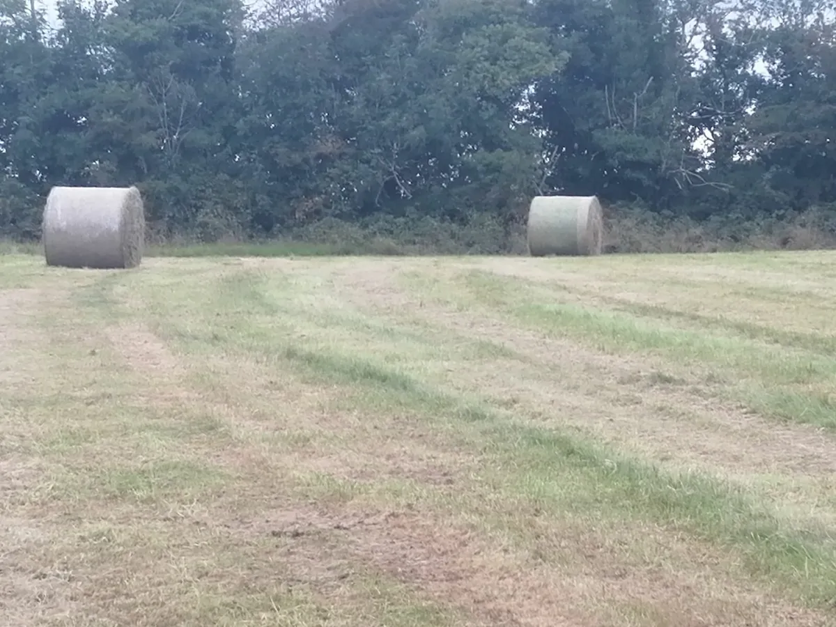 hay - Image 4