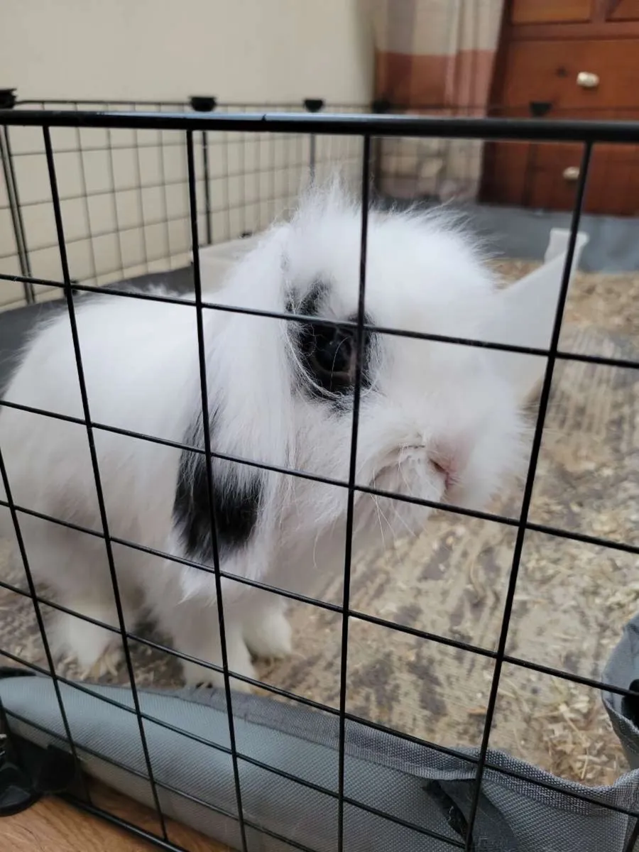 Rabbit - Image 3