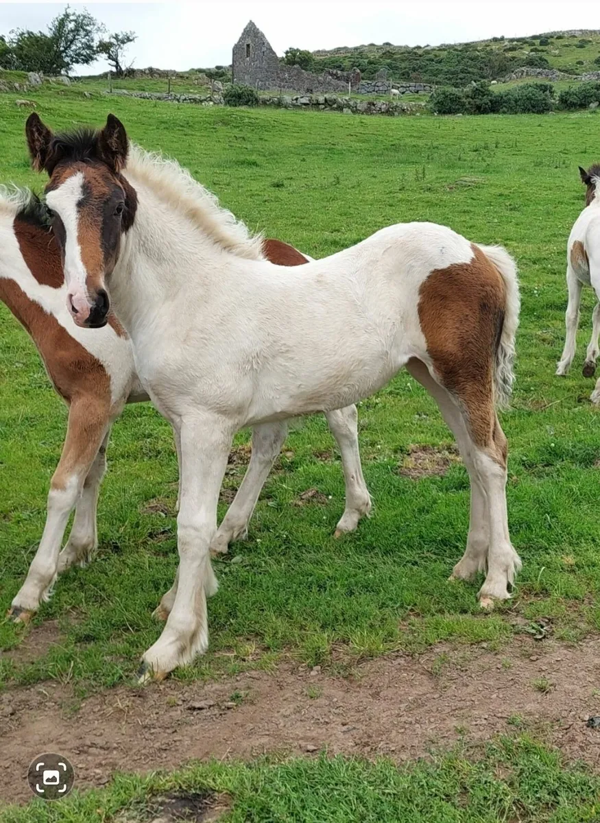 Quality Broodmare w/foal at foot - Image 1