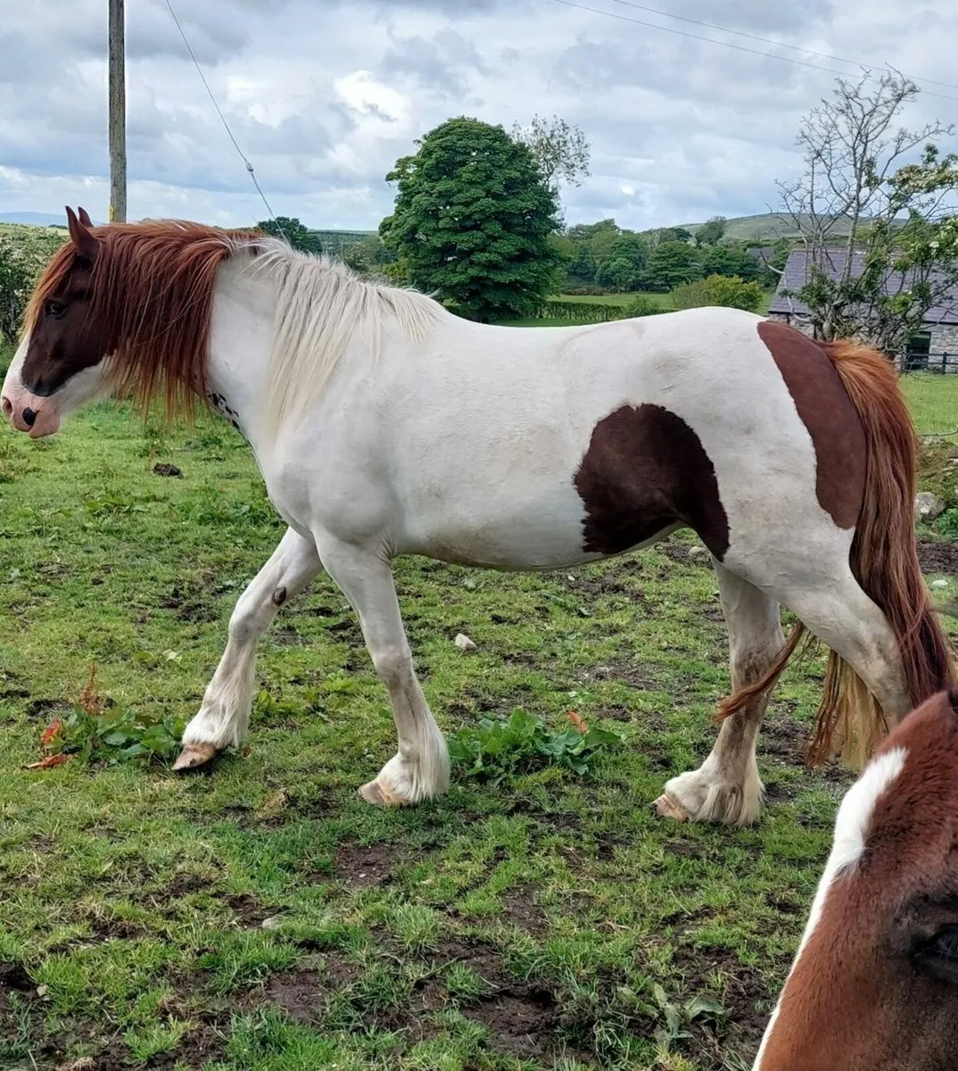 Quality Broodmare w/foal at foot - Image 2