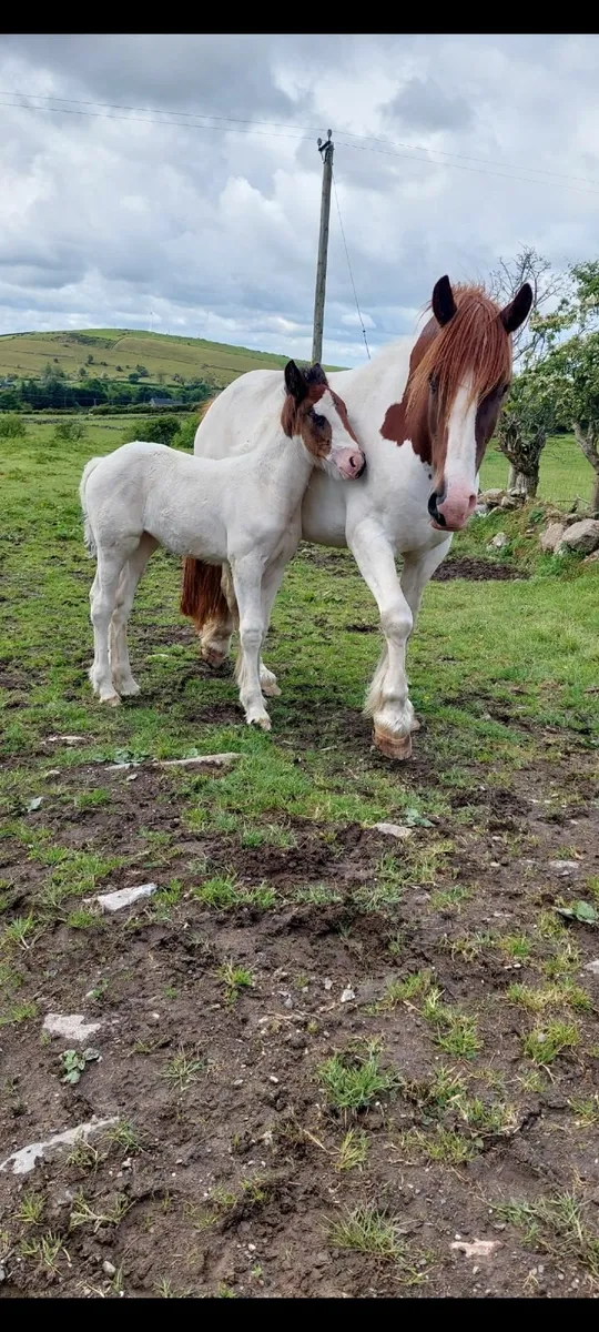 Quality Broodmare w/foal at foot - Image 3