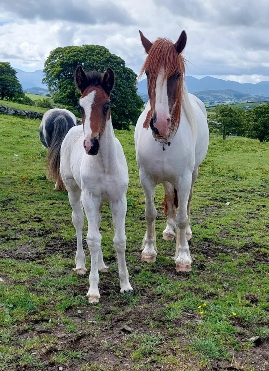 Quality Broodmare w/foal at foot - Image 4