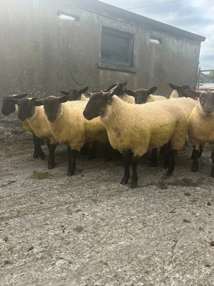 Suffolk X Ewe Lambs 1x20,, 1x25 - Image 1