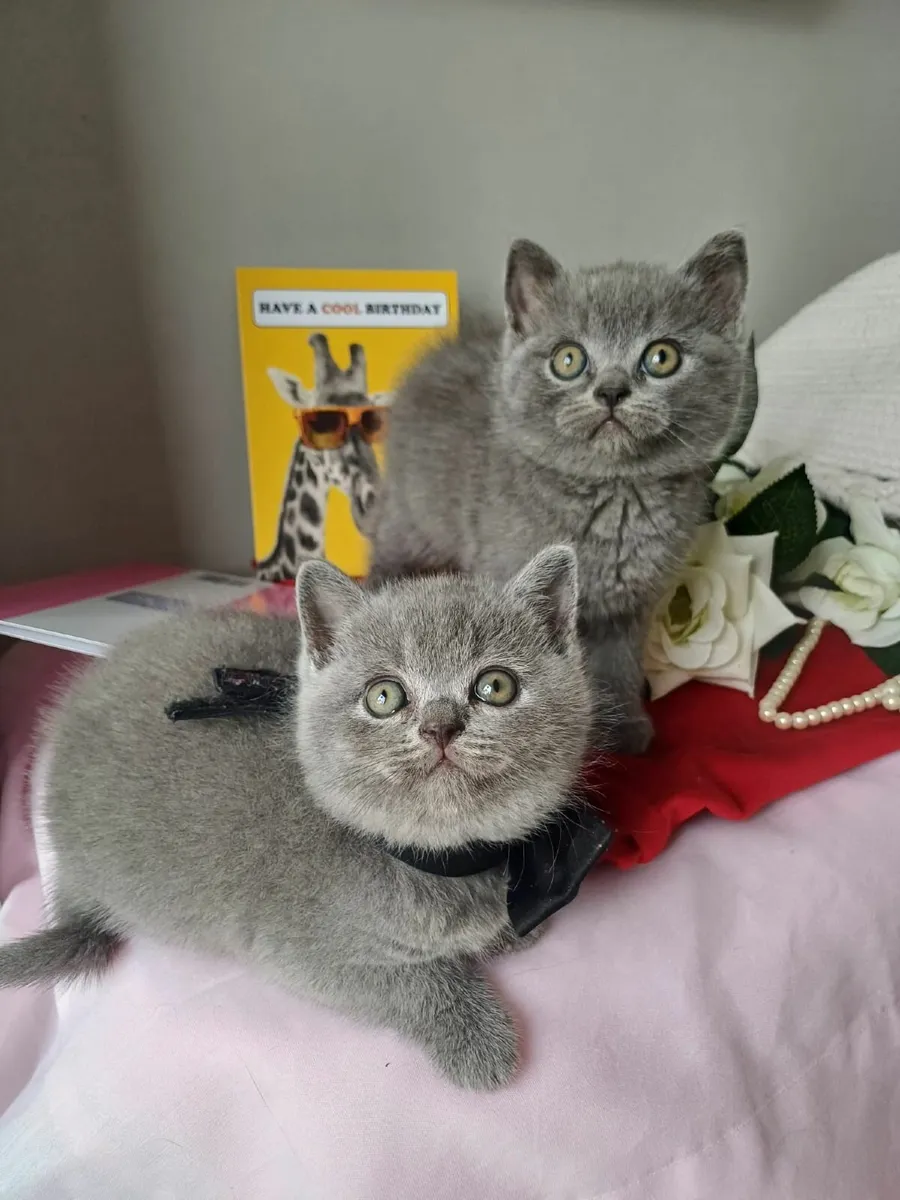 British shorthair kittens - Image 1