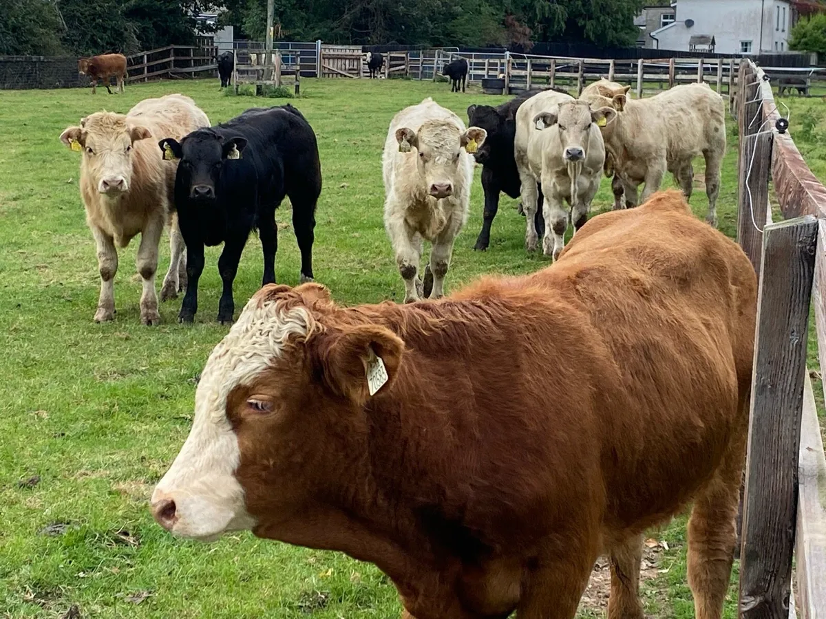 15 Bullocks 300kg @ Lissava Livestock - Image 2