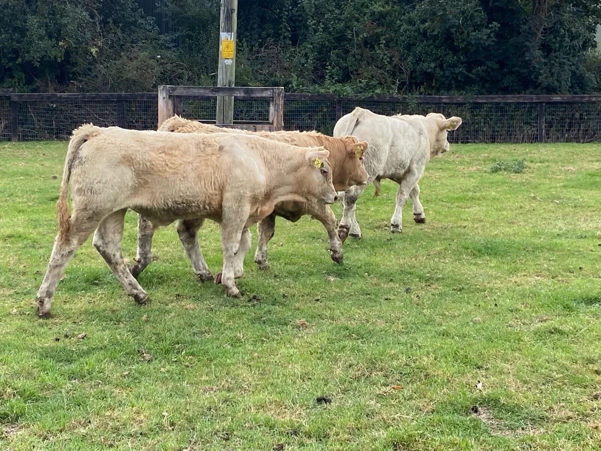 15 Bullocks 300kg @ Lissava Livestock - Image 3