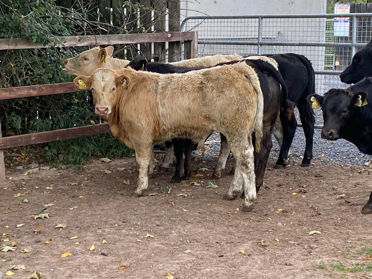 15 Bullocks 300kg @ Lissava Livestock - Image 4