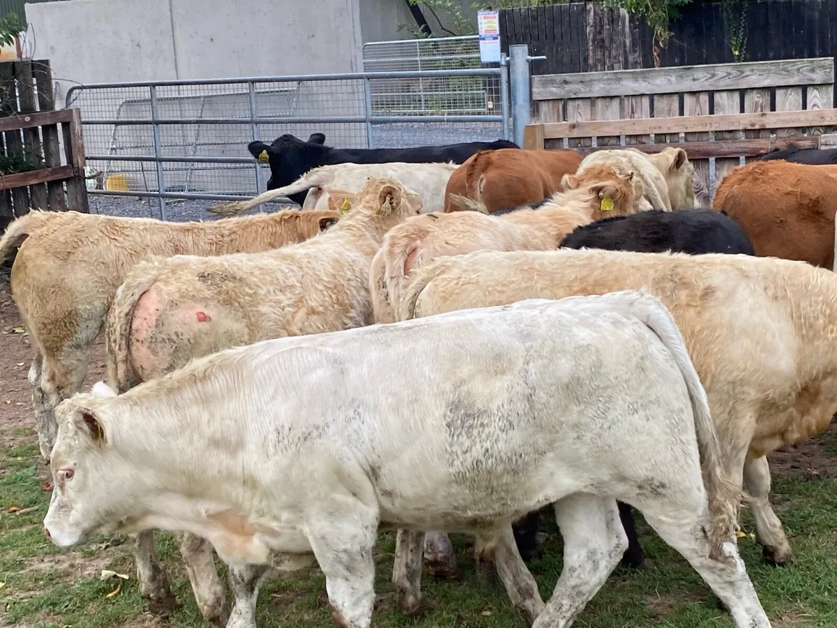 15 Bullocks 300kg @ Lissava Livestock - Image 1