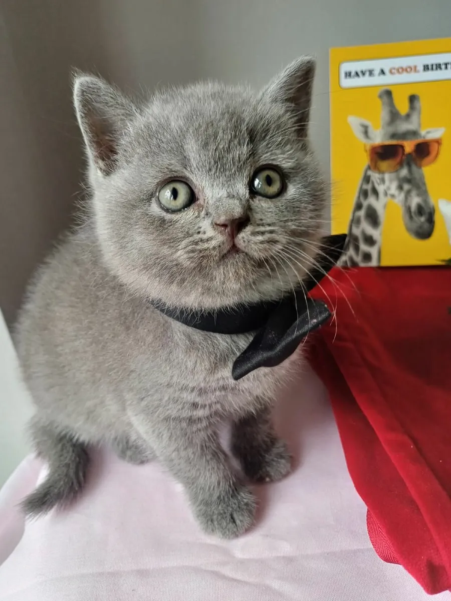 British shorthair kittens - Image 4