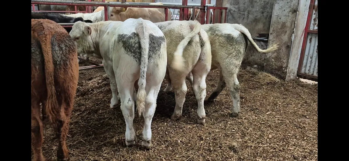Bull weanlings - Image 1