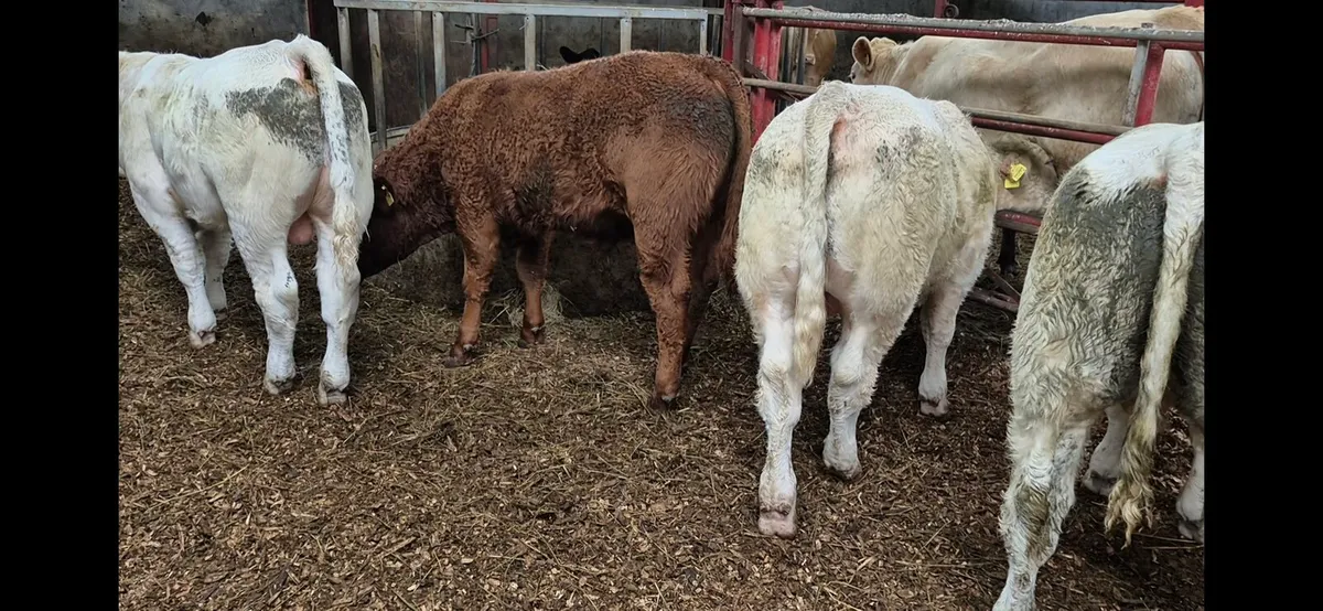 Bull weanlings - Image 2