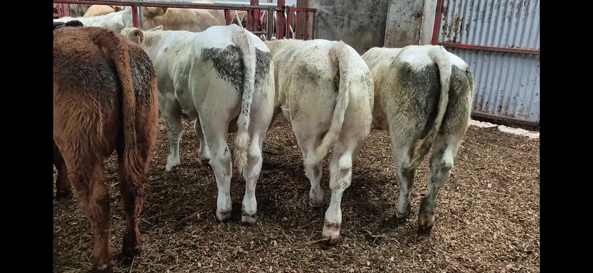 Bull weanlings - Image 4