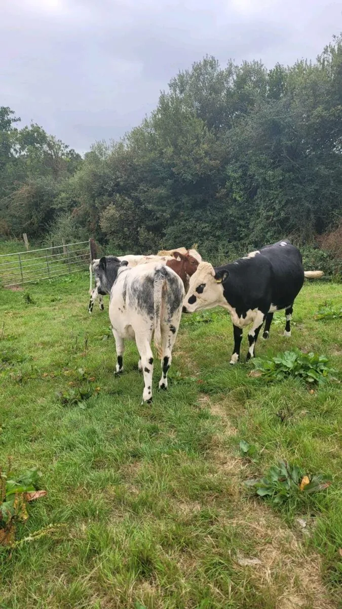 Ch ,Hereford, bb, and shx heifers - Image 4