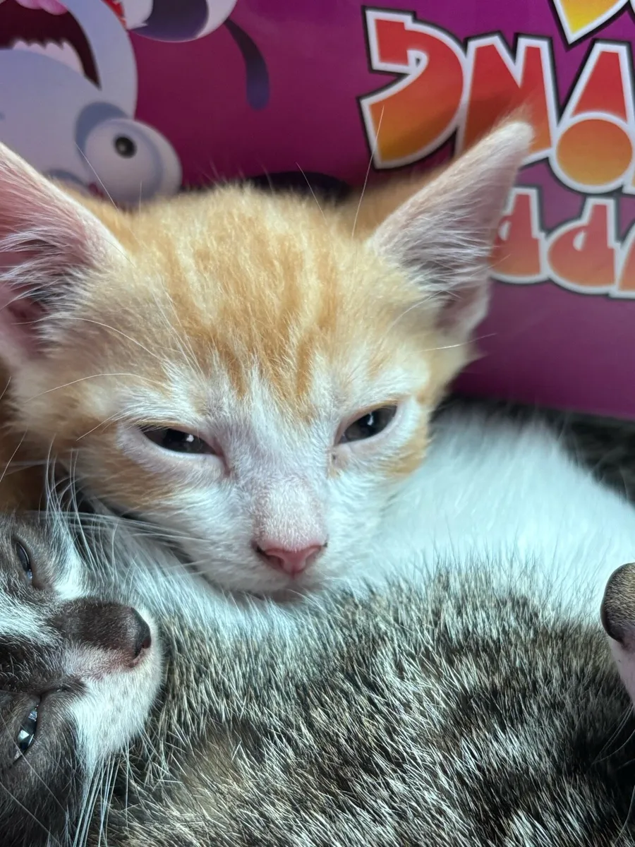 Kitten - Image 1