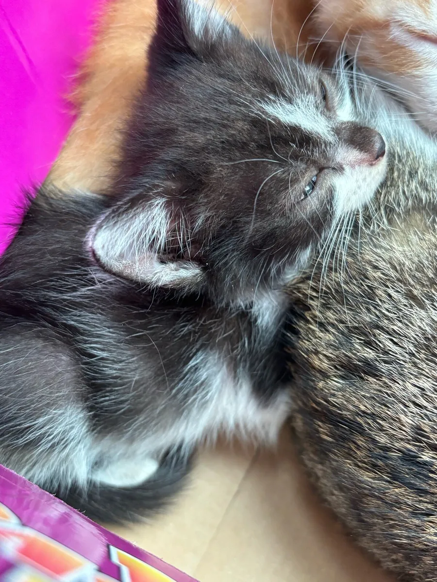 Kitten - Image 2