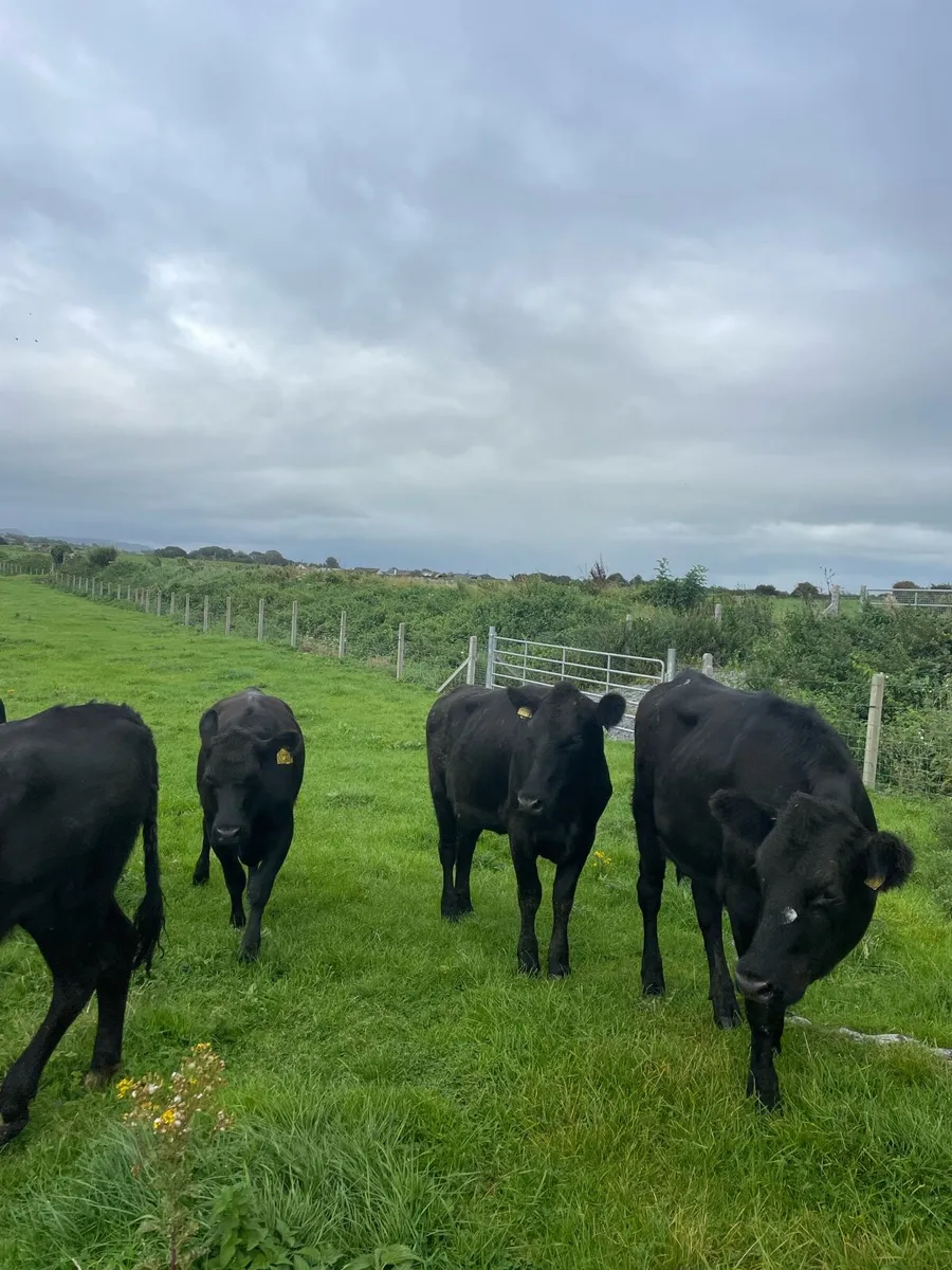 Angus heifers - Image 2