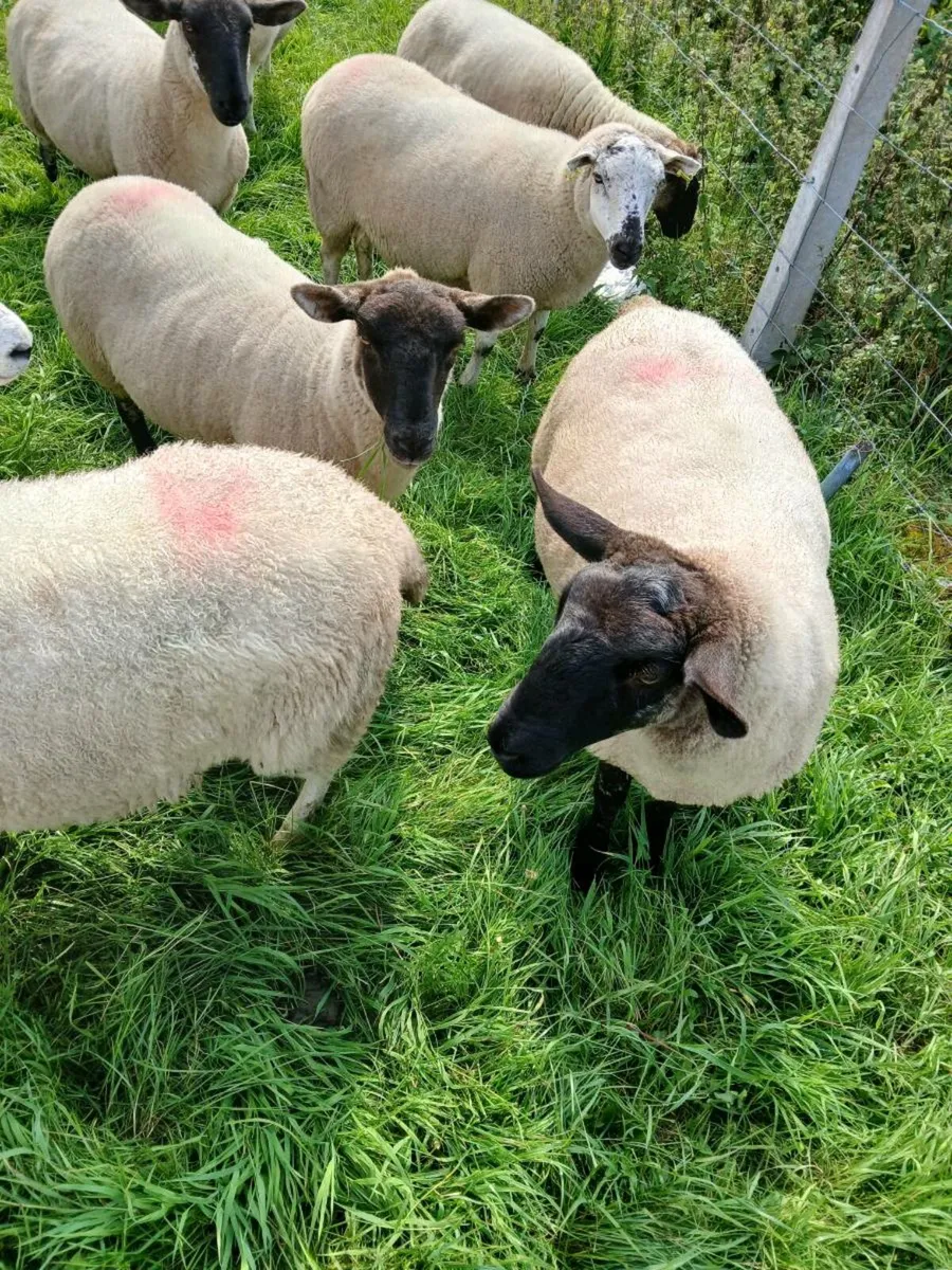 Ewe hoggets - Image 2