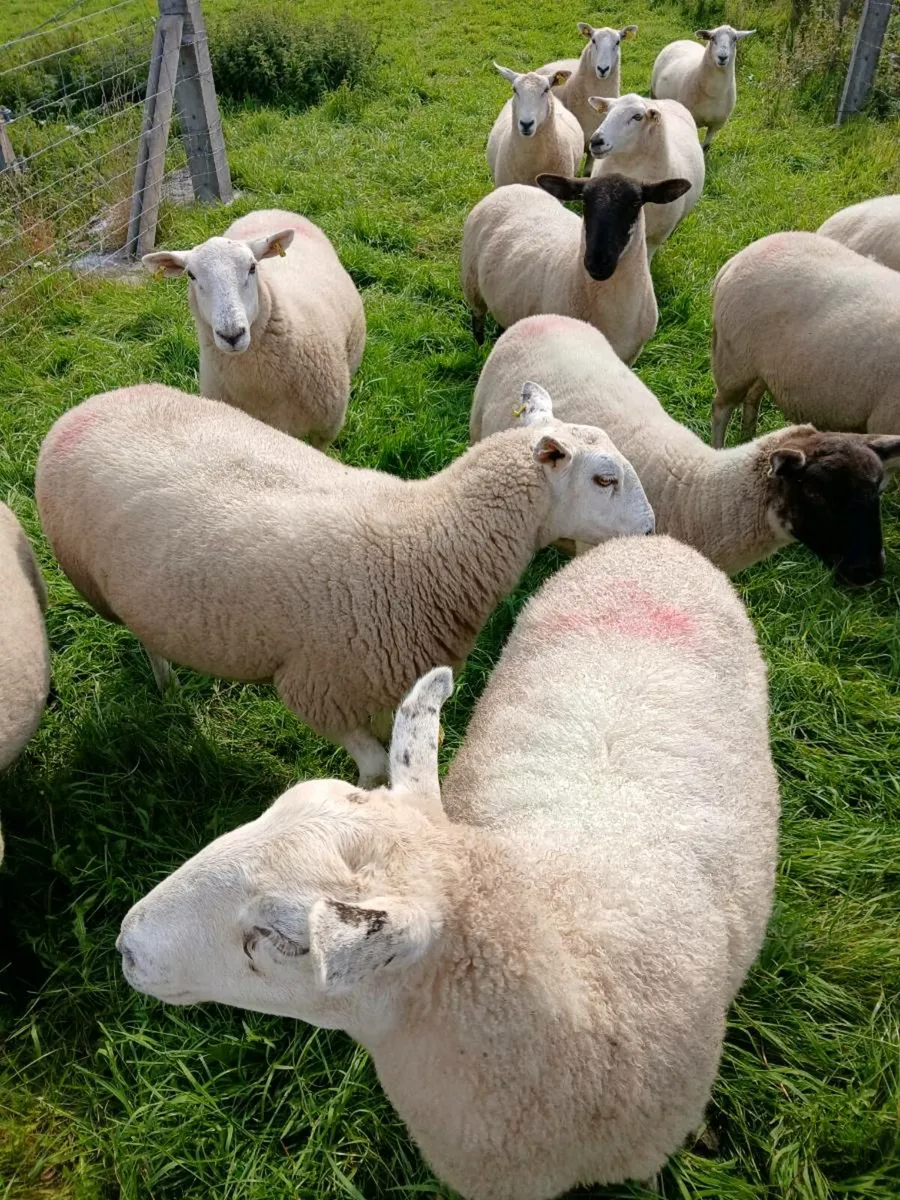 Ewe hoggets - Image 3
