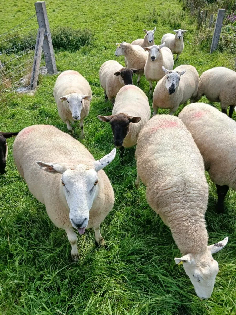 Ewe hoggets - Image 4