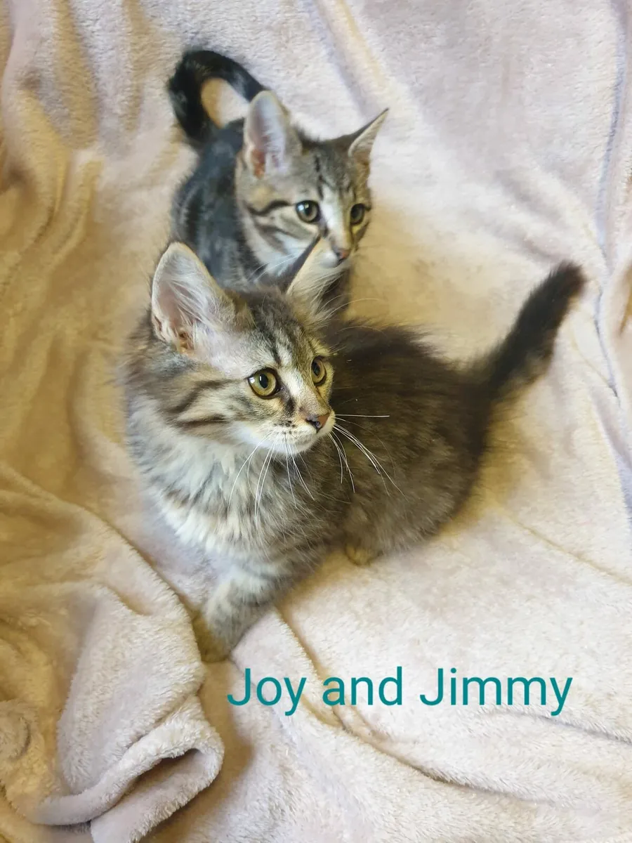 Joy and Jimmy 12 week old kittens looking for home - Image 2