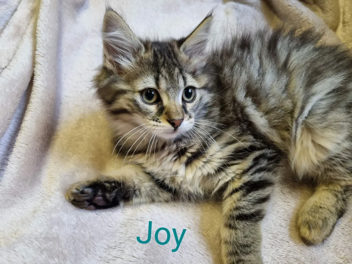 Joy and Jimmy 12 week old kittens looking for home - Image 1