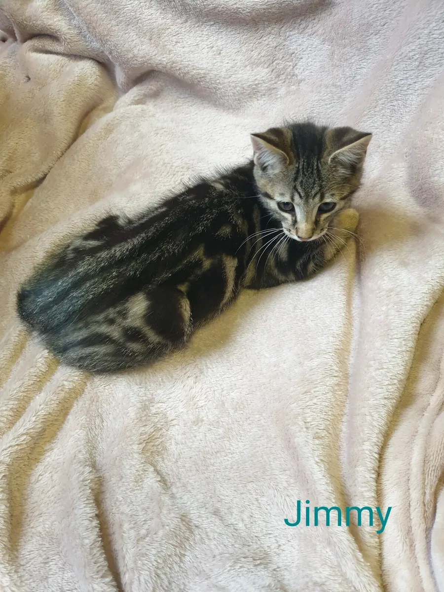 Joy and Jimmy 12 week old kittens looking for home - Image 3