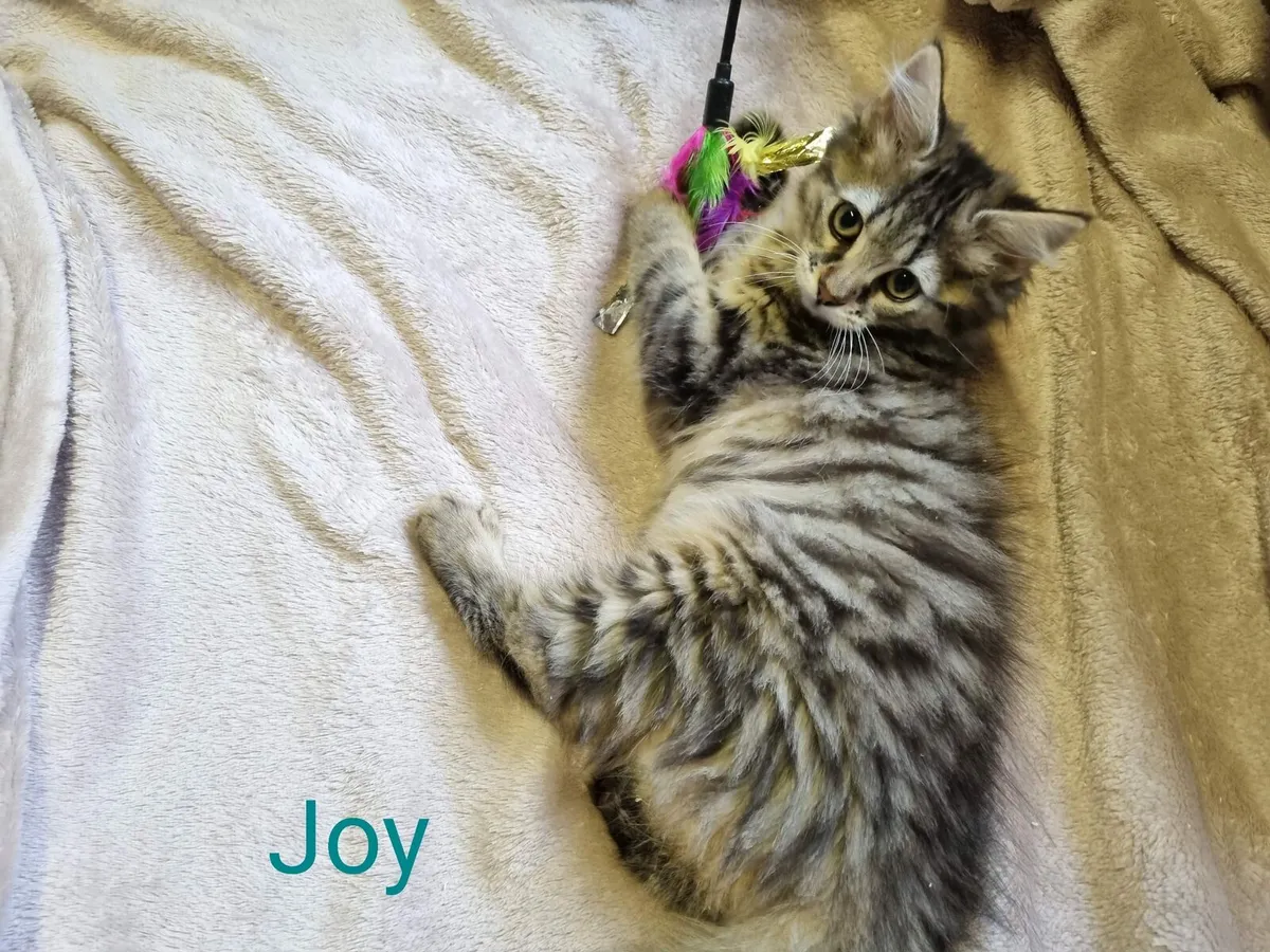 Joy and Jimmy 12 week old kittens looking for home - Image 4