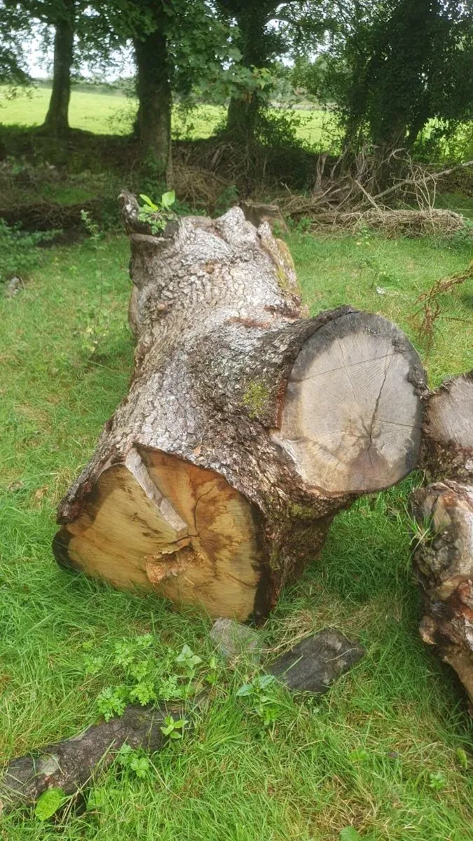 Large pieces of oak - Image 1