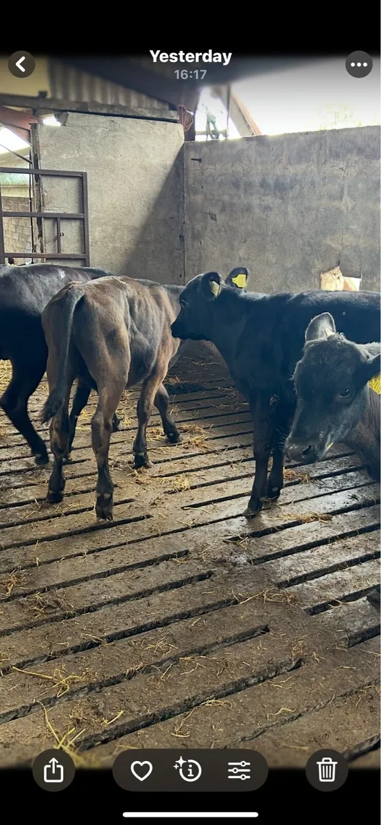 Weanlings - Image 1