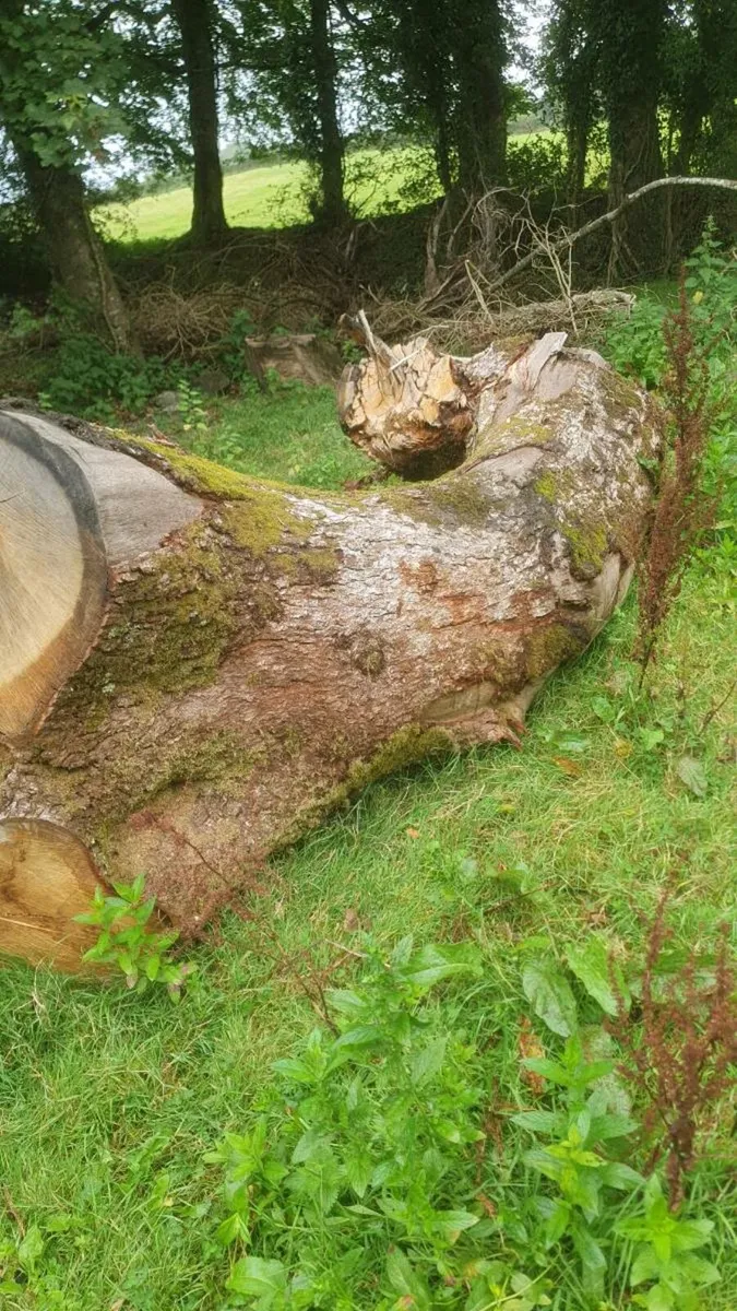 Large pieces of oak - Image 2