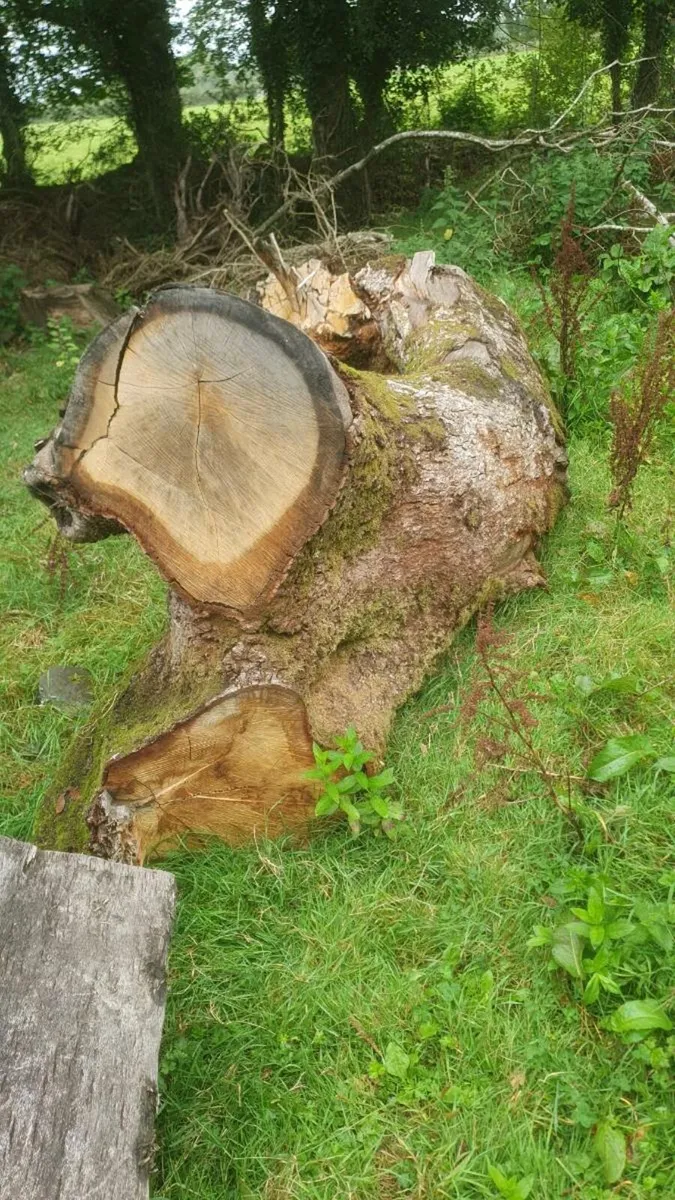 Large pieces of oak - Image 4