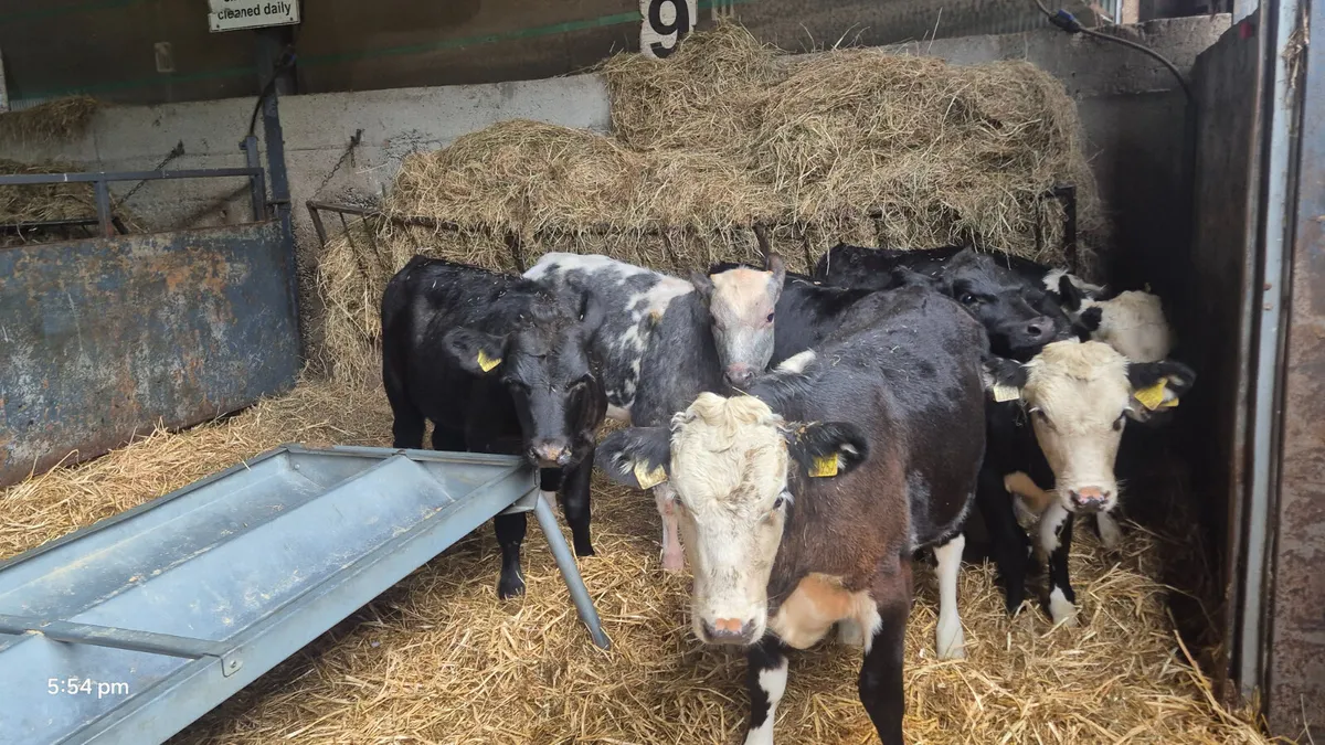 6 Quality Heifer weanlings for sale - Image 1