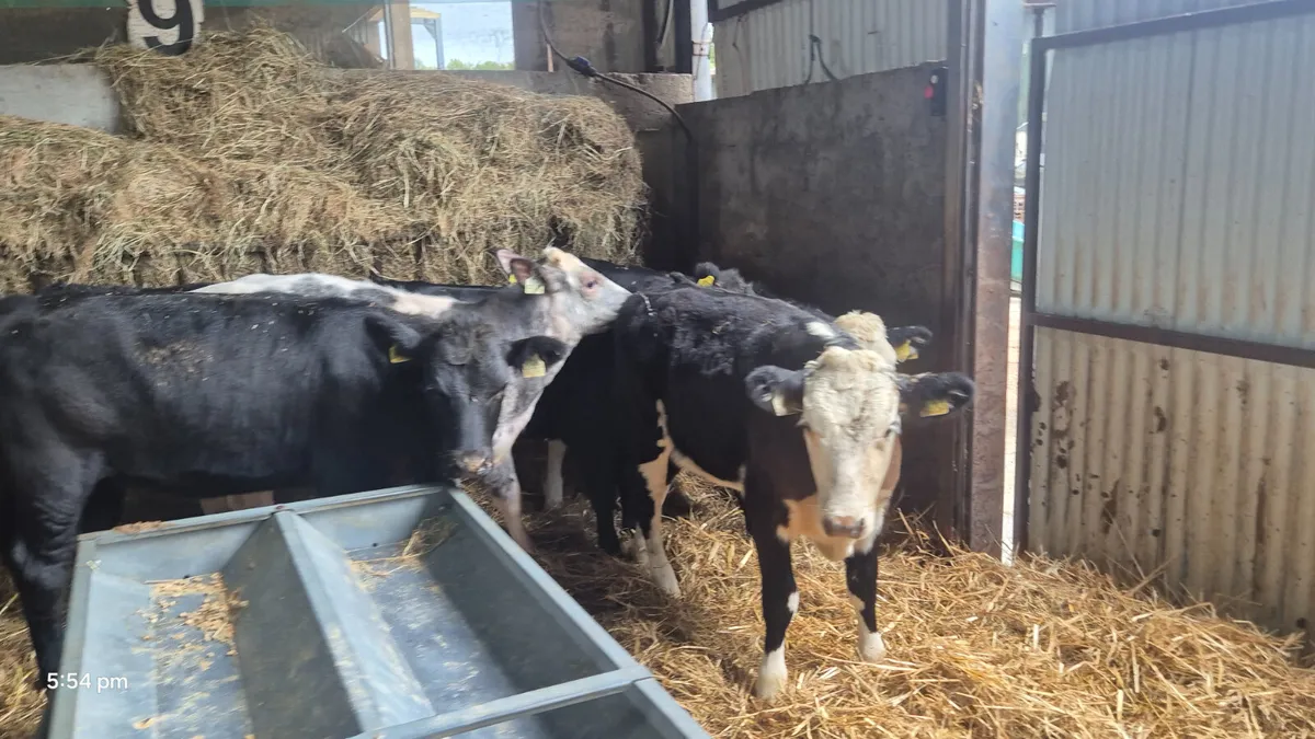 6 Quality Heifer weanlings for sale - Image 2