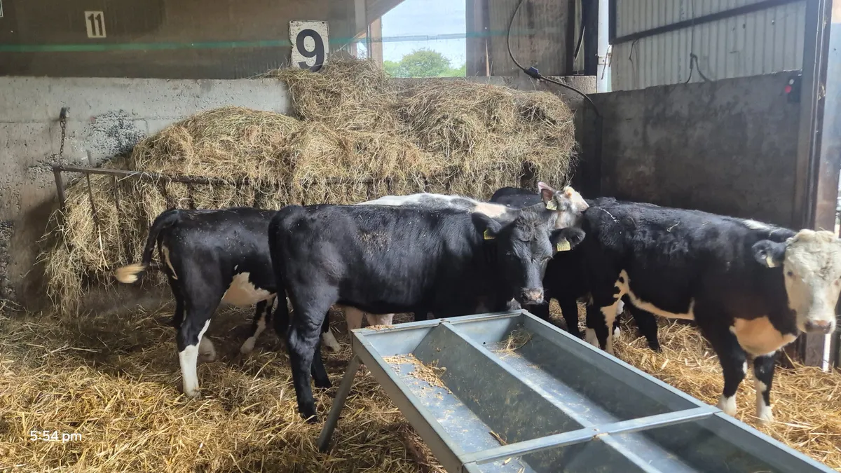6 Quality Heifer weanlings for sale - Image 3