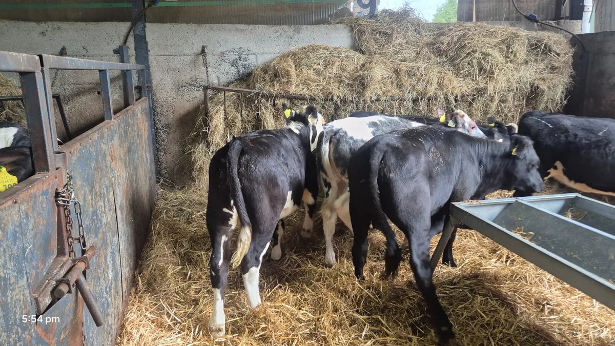 6 Quality Heifer weanlings for sale - Image 4