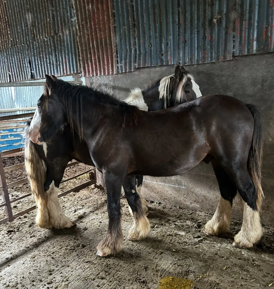 Cob geldings - Image 2