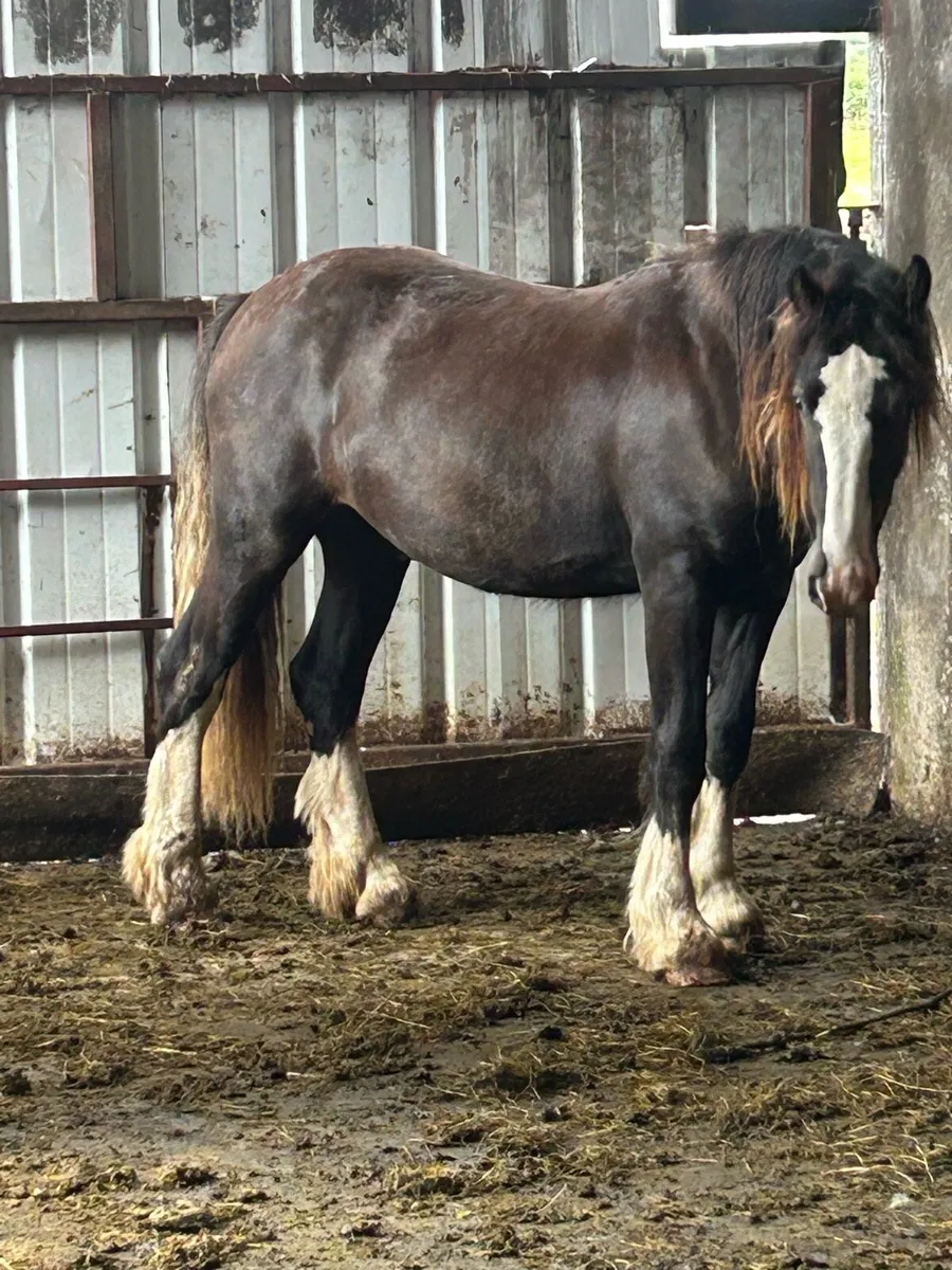 Cob geldings - Image 3