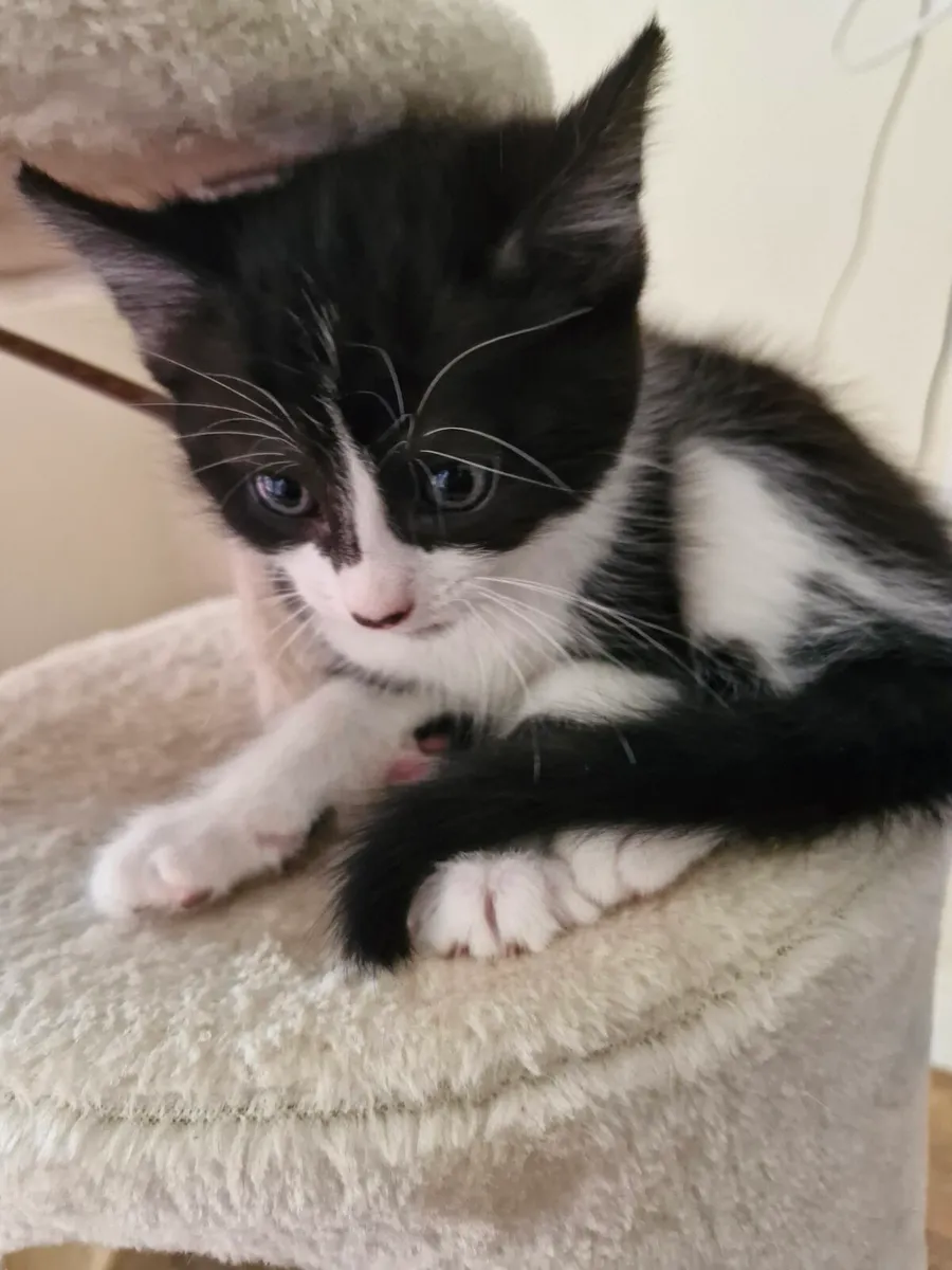 Kittens - Image 2